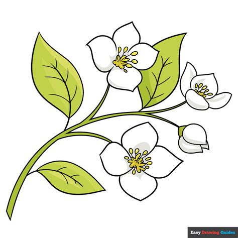 jasmine flower drawing|jasmine flower drawing outline.